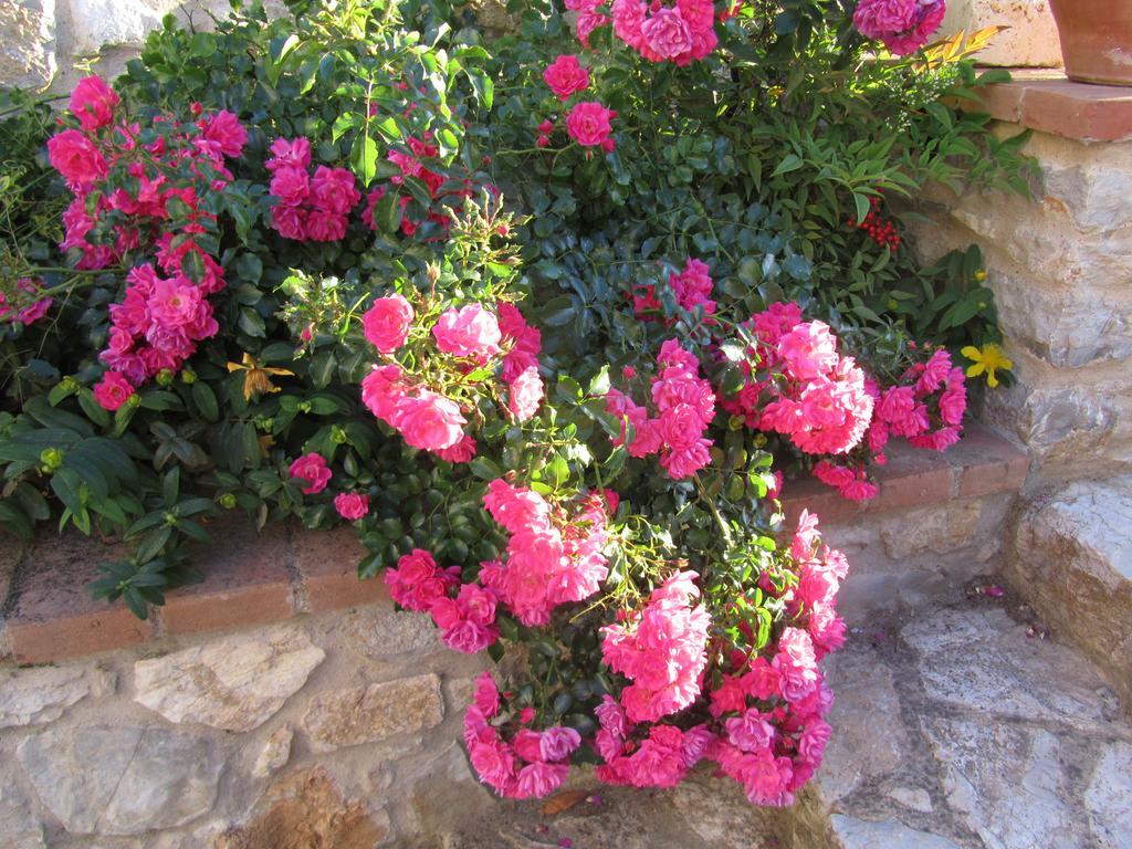Agriturismo Borghetto Il Montino Rapolano Terme Kültér fotó